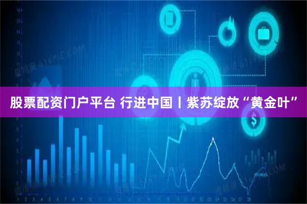 股票配资门户平台 行进中国丨紫苏绽放“黄金叶”